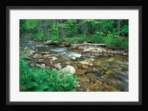 Framed False Hellebore, Lyman Brook, The Nature Conservancy's Bunnell Tract, New Hampshire Print