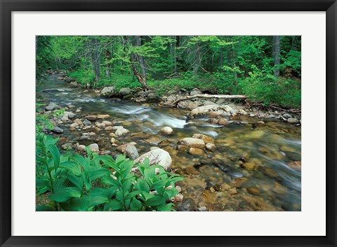 Framed False Hellebore, Lyman Brook, The Nature Conservancy's Bunnell Tract, New Hampshire Print