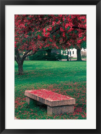 Framed Crab Apple Trees in Prescott Park, New Hampshire Print