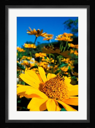 Framed Garden at Prescott Park, New Hampshire Print