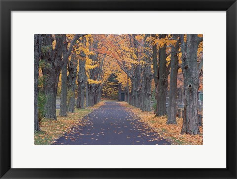 Framed Sugar Maples in a Rye Cemetary, New Hampshire Print