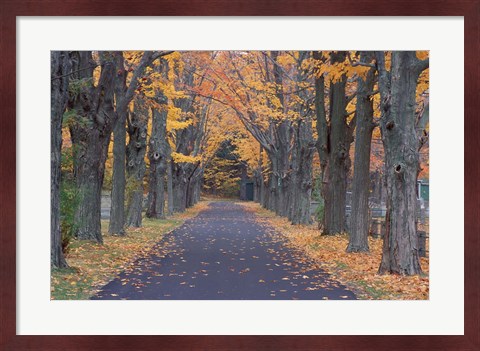 Framed Sugar Maples in a Rye Cemetary, New Hampshire Print