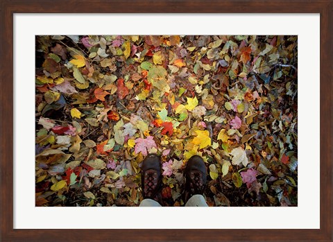 Framed Fall Foliage on Forest Floor in White Mountains, New Hampshire Print