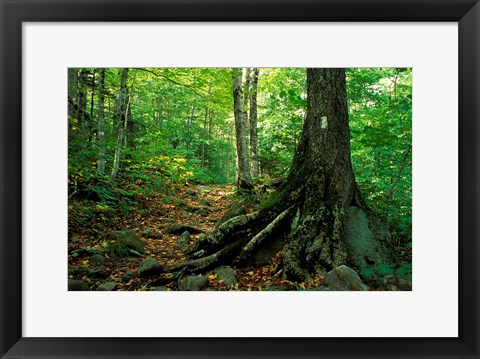 Framed White Blaze Marks Appalachian Trail, White Mountains, New Hampshire Print