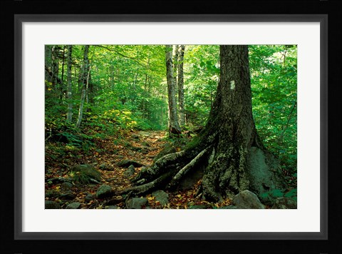 Framed White Blaze Marks Appalachian Trail, White Mountains, New Hampshire Print