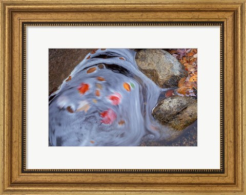 Framed Leaves Swirl in Zealand Falls, Appalachian Trail, White Mountains, New Hampshire Print
