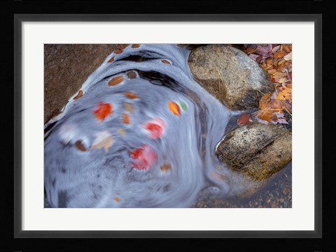 Framed Leaves Swirl in Zealand Falls, Appalachian Trail, White Mountains, New Hampshire Print