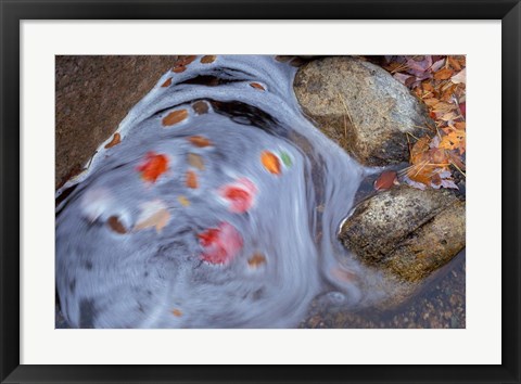 Framed Leaves Swirl in Zealand Falls, Appalachian Trail, White Mountains, New Hampshire Print