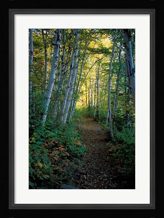 Framed White Birch and Yellow Leaves in the White Mountains, New Hampshire Print