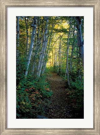 Framed White Birch and Yellow Leaves in the White Mountains, New Hampshire Print