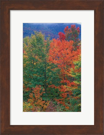 Framed Northern Hardwood Forest, New Hampshire Print