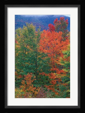 Framed Northern Hardwood Forest, New Hampshire Print
