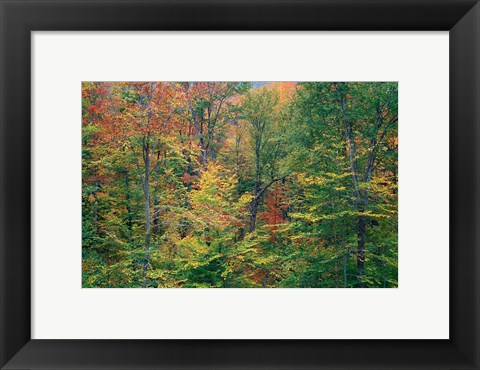 Framed Fall in Northern Hardwood Forest, New Hampshire Print