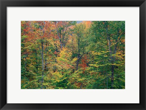Framed Fall in Northern Hardwood Forest, New Hampshire Print