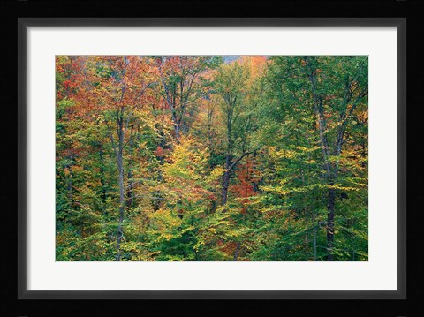 Framed Fall in Northern Hardwood Forest, New Hampshire Print