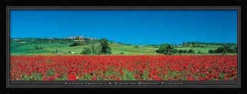 Framed Field of Poppies, Tuscany Print