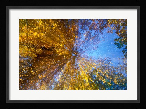 Framed Greeley Ponds Trail, Northern Hardwood Forest, New Hampshire Print