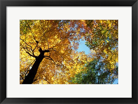 Framed Greeley Ponds Trail, New Hampshire Print