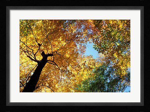 Framed Greeley Ponds Trail, New Hampshire Print