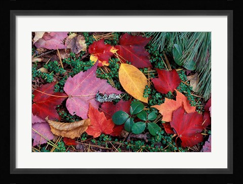 Framed Greeley Ponds Trail in Northern Hardwood Forest, New Hampshire Print