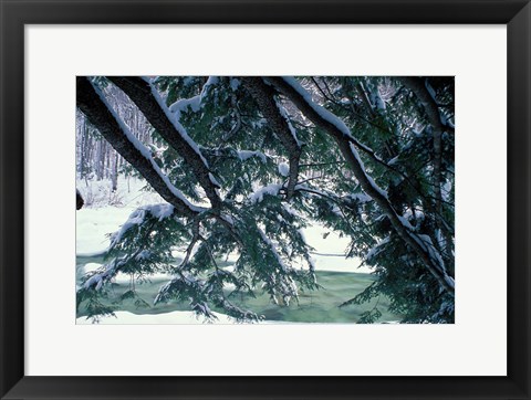 Framed Snow and Eastern Hemlock, New Hampshire Print
