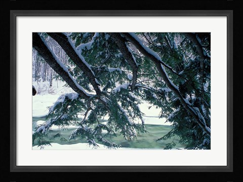 Framed Snow and Eastern Hemlock, New Hampshire Print