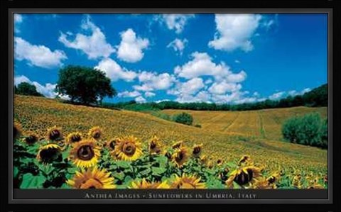 Framed Sunflowers in Umbria, Italy Print