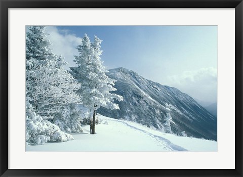 Framed Snow Covered Trees and Snowshoe Tracks, White Mountain National Forest, New Hampshire Print