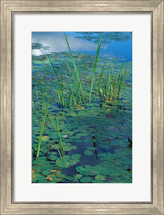 Framed Water Lilies, New Hampshire Print