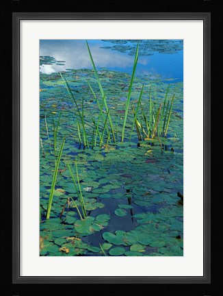 Framed Water Lilies, New Hampshire Print