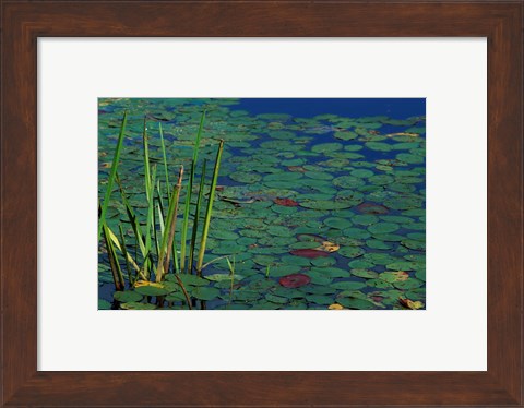 Framed Pond Water Lilies, Brookline, New Hampshire Print