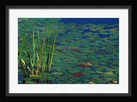 Framed Pond Water Lilies, Brookline, New Hampshire Print