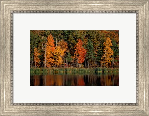 Framed Wetlands in Fall, Peverly Pond, New Hampshire Print