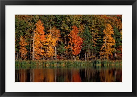 Framed Wetlands in Fall, Peverly Pond, New Hampshire Print
