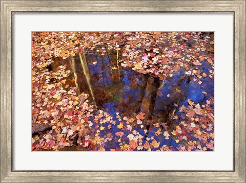Framed Fall Leaves and Reflections, Nature Conservancy Land Along Crommett Creek, New Hampshire Print