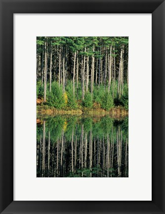 Framed Eastern White Pines in Meadow Lake, Headwaters to the Lamprey River, New Hampshire Print