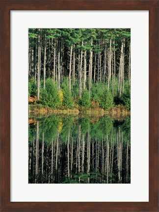 Framed Eastern White Pines in Meadow Lake, Headwaters to the Lamprey River, New Hampshire Print
