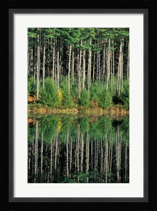 Framed Eastern White Pines in Meadow Lake, Headwaters to the Lamprey River, New Hampshire Print