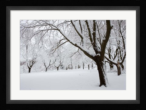 Framed Snow-Covered Maple Trees in Odiorne Point State Park in Rye, New Hampshire Print