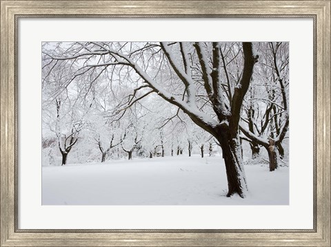 Framed Snow-Covered Maple Trees in Odiorne Point State Park in Rye, New Hampshire Print