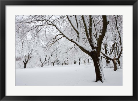 Framed Snow-Covered Maple Trees in Odiorne Point State Park in Rye, New Hampshire Print