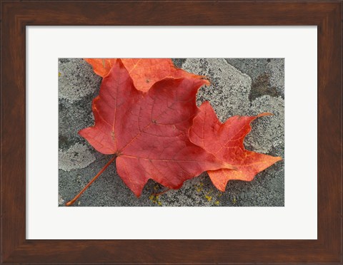 Framed Sugar Maple Foliage in Fall, Rye, New Hampshire Print
