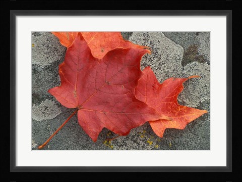 Framed Sugar Maple Foliage in Fall, Rye, New Hampshire Print