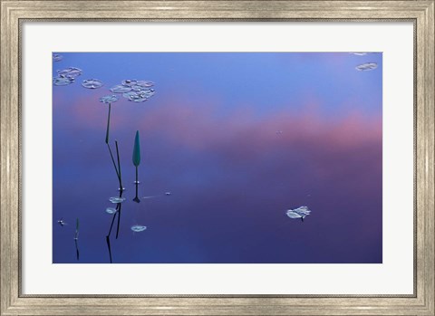 Framed Pickerelweed, Lily Pads and Reflections in Trout Pond, Freedom, New Hampshire Print