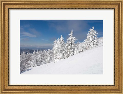 Framed Snowy Trees on the Slopes of Mount Cardigan, Canaan, New Hampshire Print