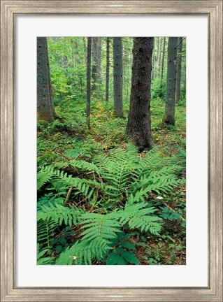 Framed Ferns in the Understory of a Lowland Spruce-Fir Forest, White Mountains, New Hampshire Print