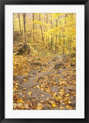 Framed Rock Stairs on the Sugarloaf Trail, White Mountain National Forest, New Hampshire Print