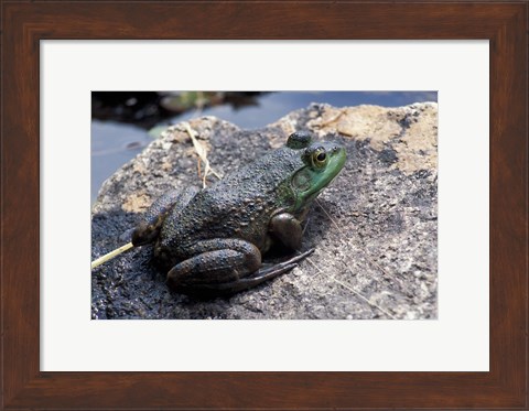 Framed Bull Frog in a Mountain Pond, White Mountain National Forest, New Hampshire Print