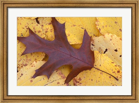 Framed Northern Red Oak Leaf in Fall, Sandy Point Trail, New Hampshire Print