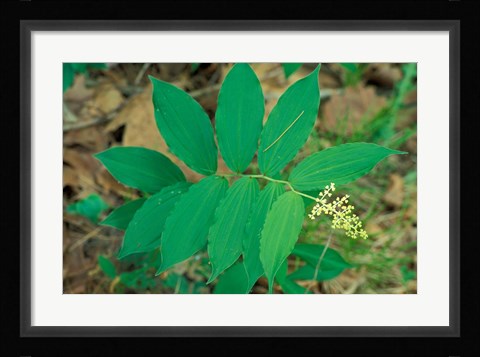 Framed False Solomon's-Seal near Woodman Brook, Durham, New Hampshire Print